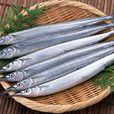 扁頜針魚 扁頜針魚