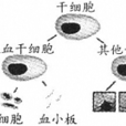 HLA血型系統