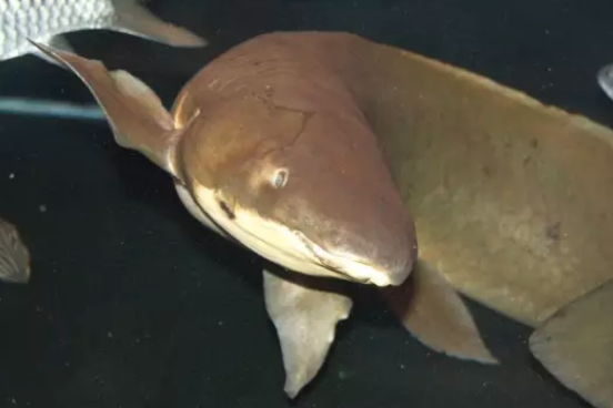 澳洲肺魚目 澳洲肺魚目