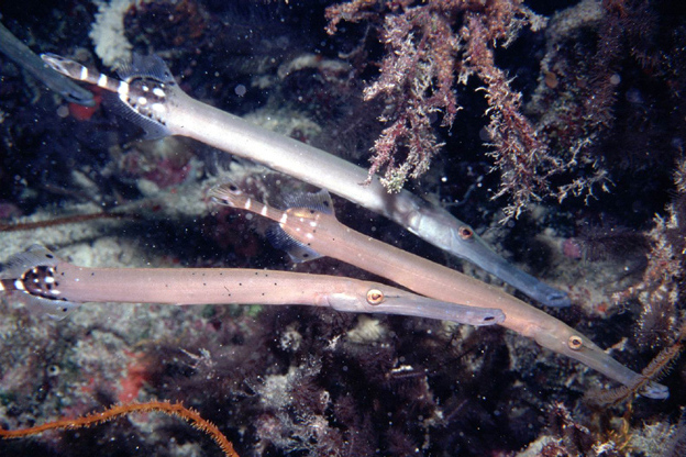 細管口魚 細管口魚