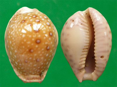 紫緣寶螺（上海岡瓦納自然網）