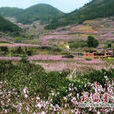 虎頭村(黑龍江虎林市虎頭鎮下轄村) 虎頭村(黑龍江虎林市虎頭鎮下轄村)