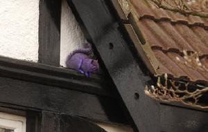 紫色松鼠