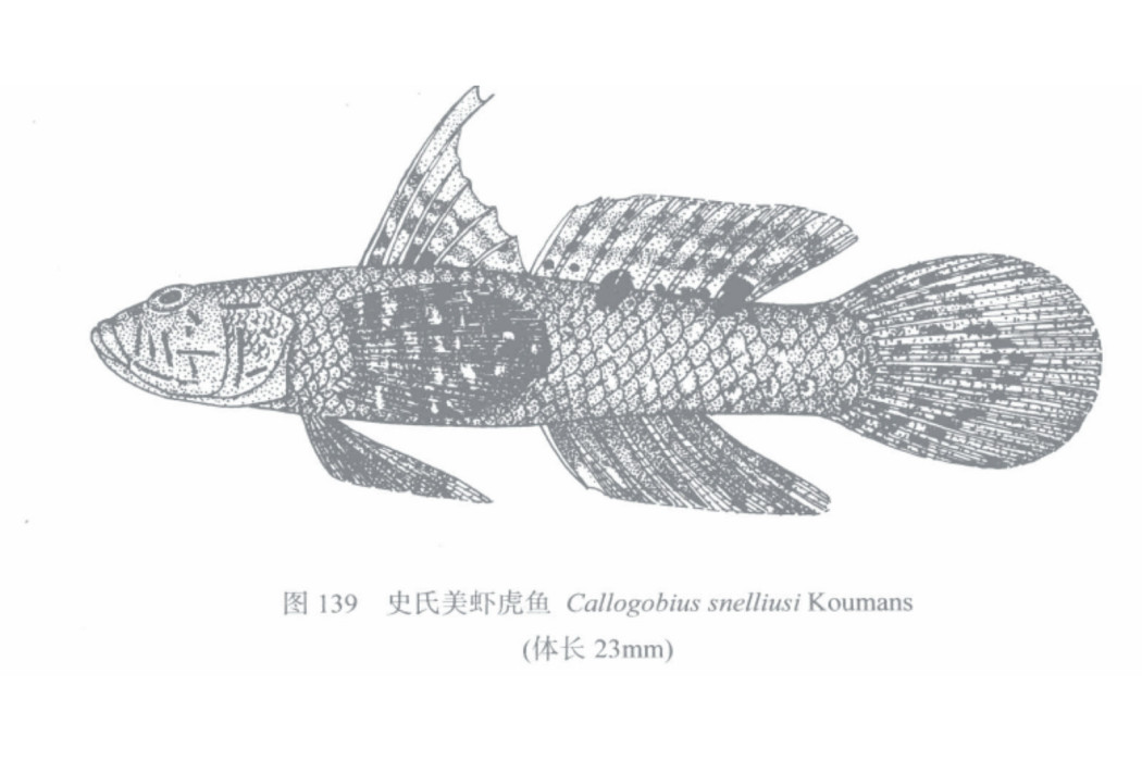 史氏美蝦虎魚 史氏美蝦虎魚