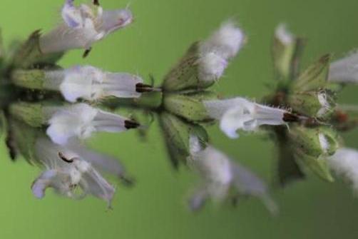 Stachys byzantina \x27Fuzzy Wuzzy\x27 Stachys byzantina \x27Fuzzy Wuzzy\x27