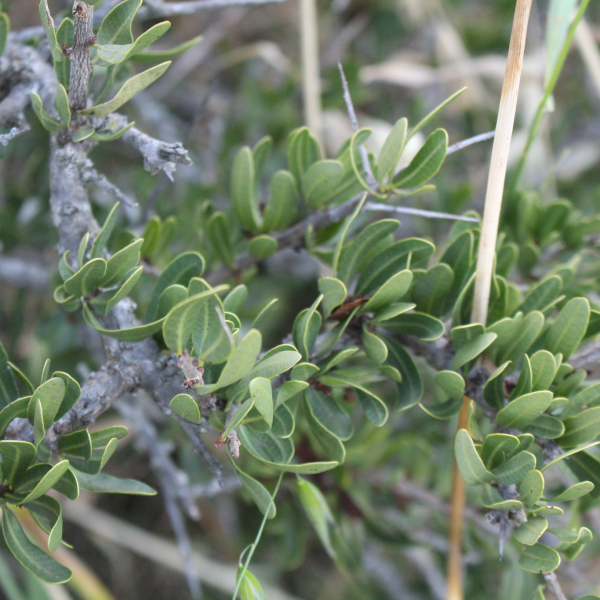Schinus engleri