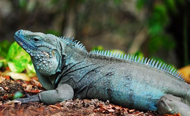 開曼群島的特有物種藍岩鬣蜥