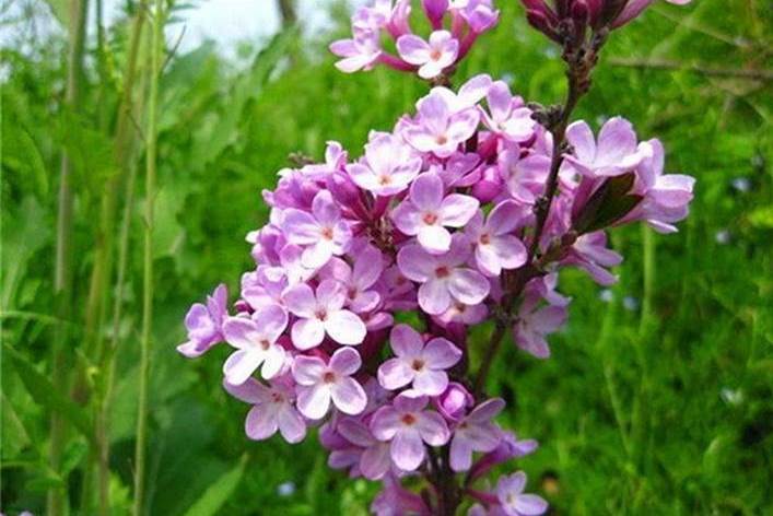 小芫花 小芫花