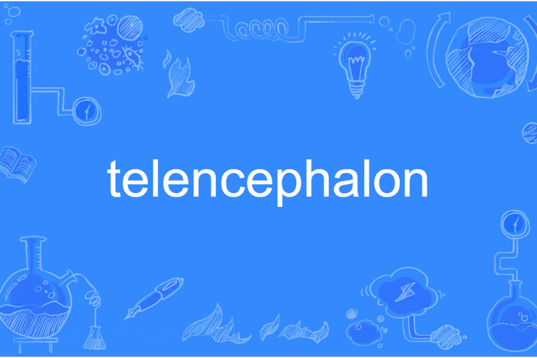 telencephalon telencephalon