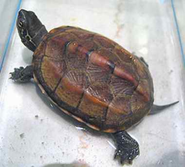 中華草龜(大烏龜)