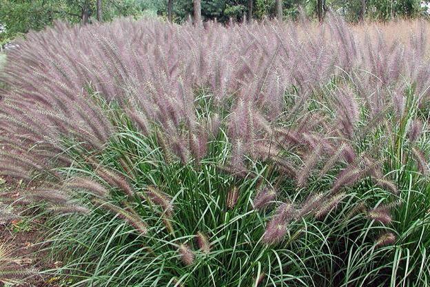 Pennisetum alopecuroides \x27Red Head\x27 Pennisetum alopecuroides \x27Red Head\x27