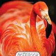 Notebook: Flamingo Bird : Notebook Journal Diary, 110 Lined Pages, 8\x22 X 10\x22 Notebook: Flamingo Bird : Notebook Journal Diary, 110 Lined Pages, 8\x22 X 10\x22