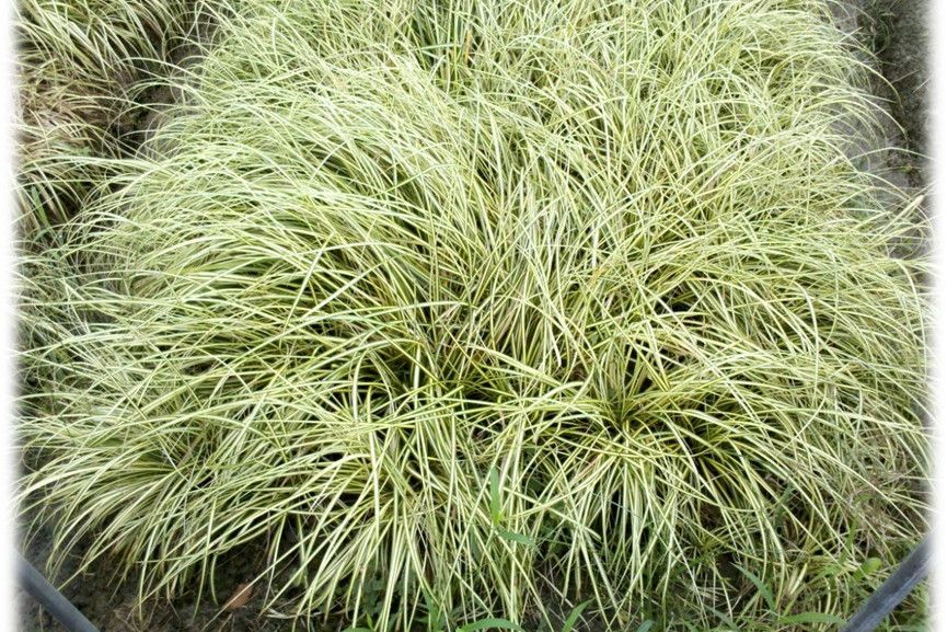 南疆苔草