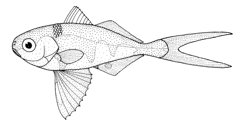 僧帽水母魚