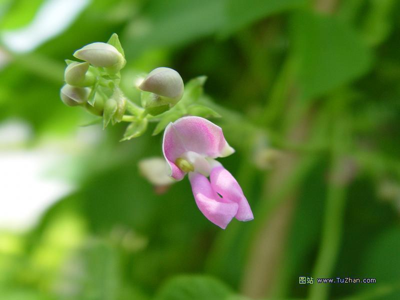 海綠甜豌豆(香豆花) 海綠甜豌豆(香豆花)
