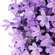 紫百合(多年生草本球根植物)