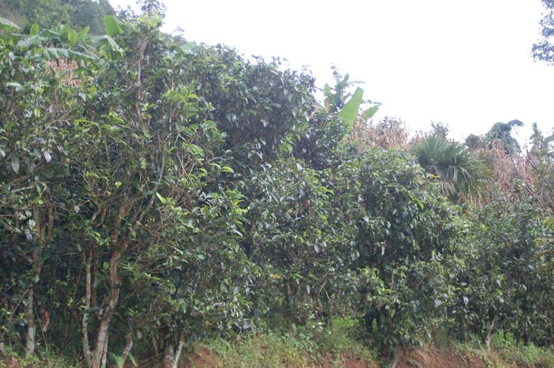 溝頭寨自然村-茶葉種植