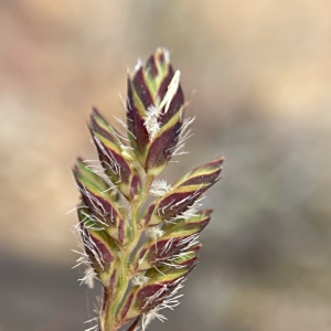 Tribolium brachystachyum