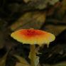 紅托鵝膏 紅托鵝膏