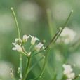 纖細碎米薺 纖細碎米薺