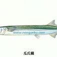 鱵屬 鱵屬