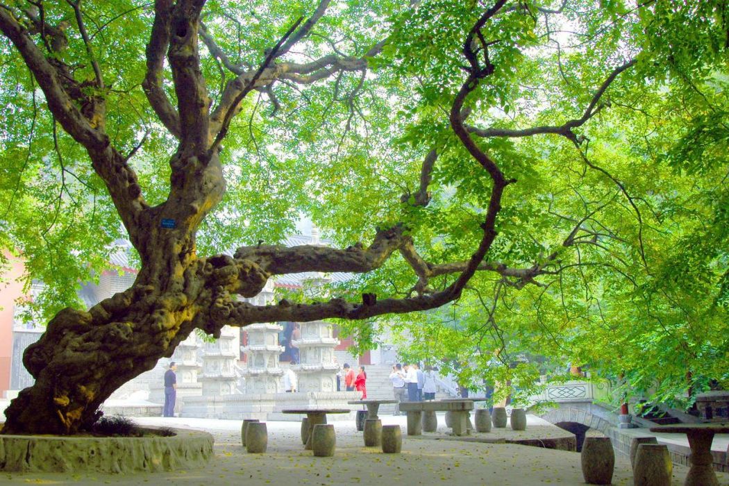 青檀HM-28 青檀HM-28
