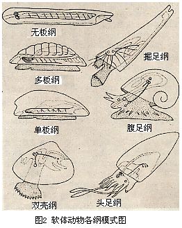 軟體動物門