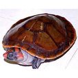 紅頭龜