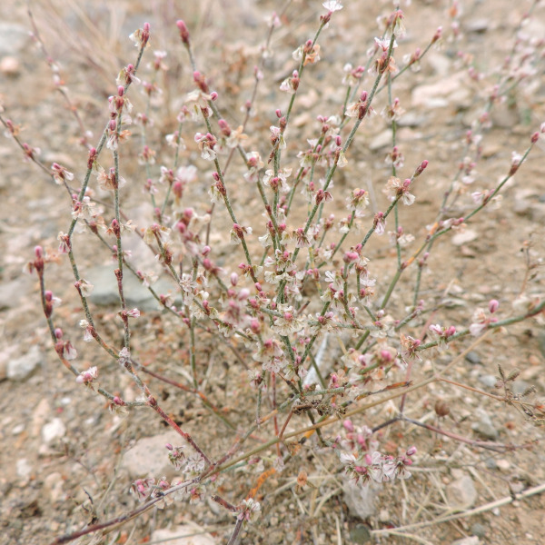 Eriogonum palmerianum