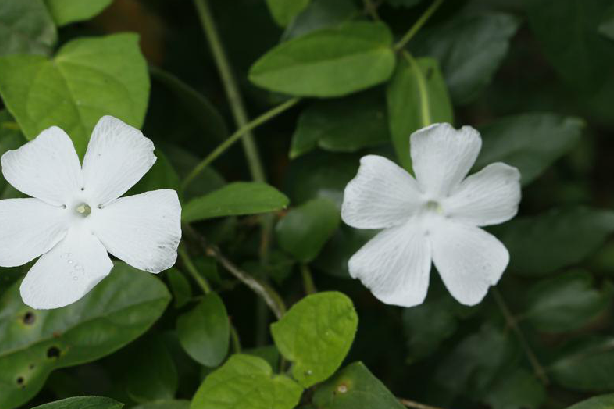 碗花草(爵床科山牽牛屬植物) 碗花草(爵床科山牽牛屬植物)