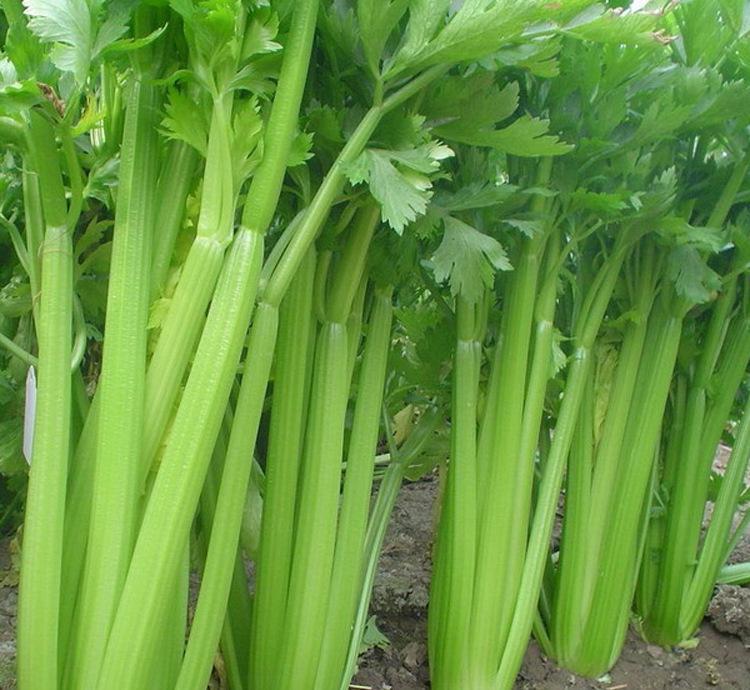 鹿邑芹菜