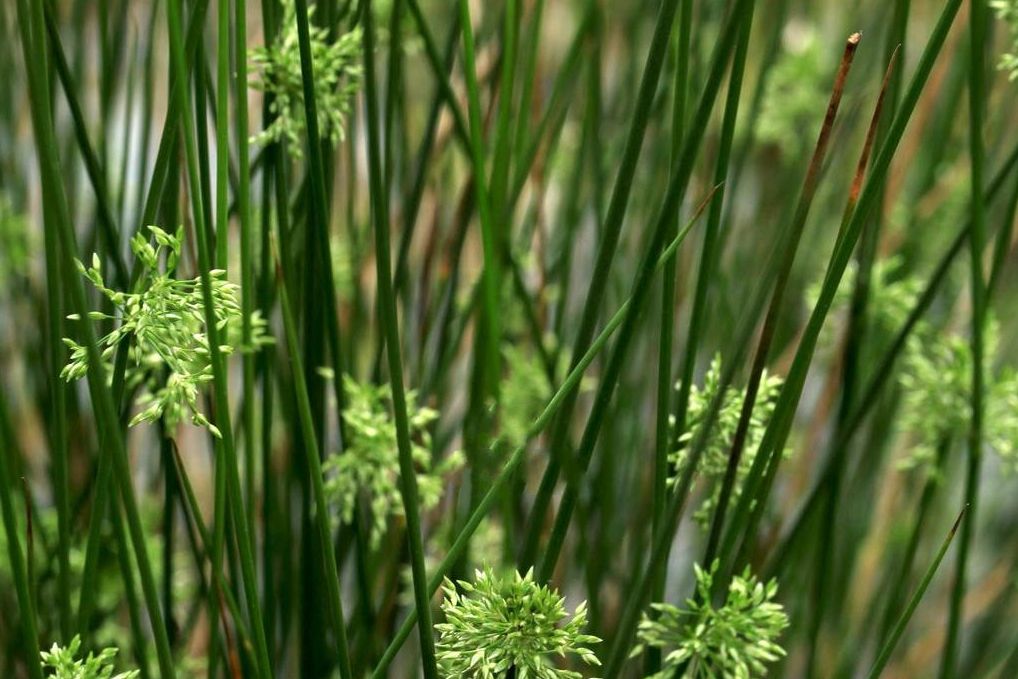 野燈芯草 野燈芯草