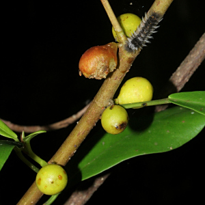 Ficus lingua