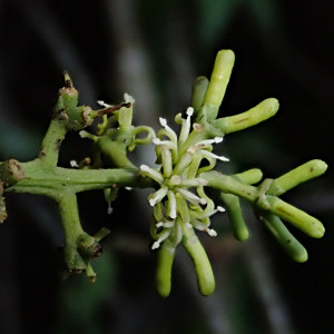 Struthanthus acuminatus