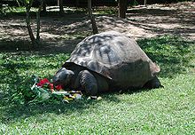 最長壽的龜類—加拉帕戈斯象龜
