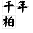 千年柏 千年柏