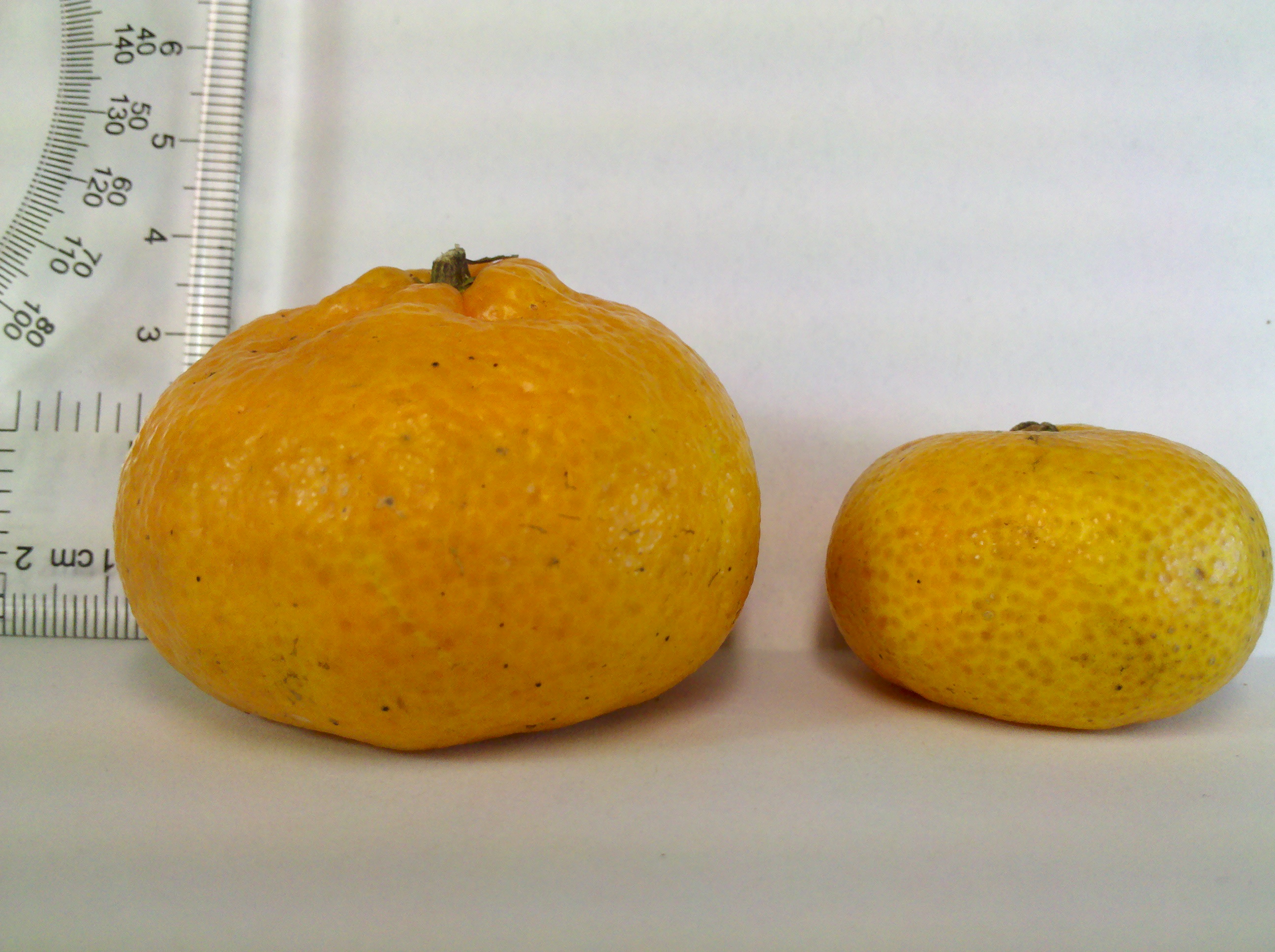 左為大種乳橘，右為小種乳橘