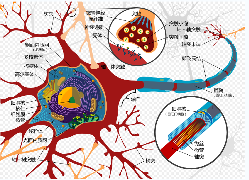 圖1.神經細胞示意圖