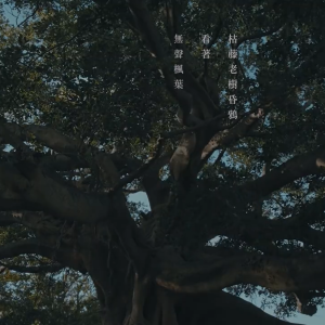 秋葉緣