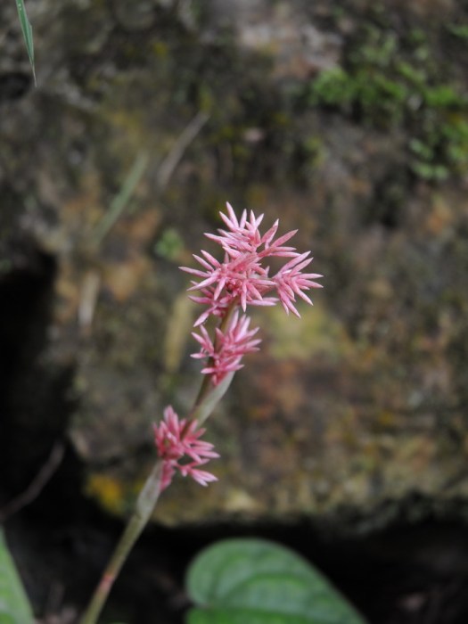 花莛薹草 花莛薹草