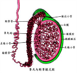 附睪結核