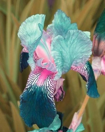 彩虹鳶尾 彩虹鳶尾