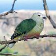 白頂果鳩 白頂果鳩