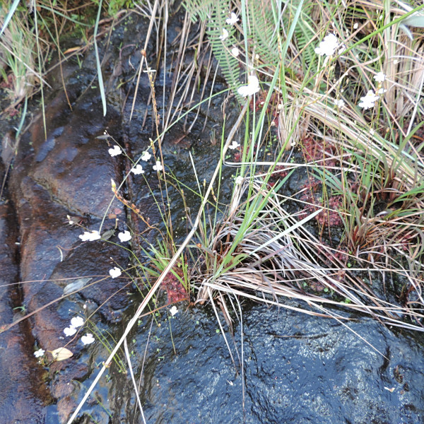 Utricularia biceps