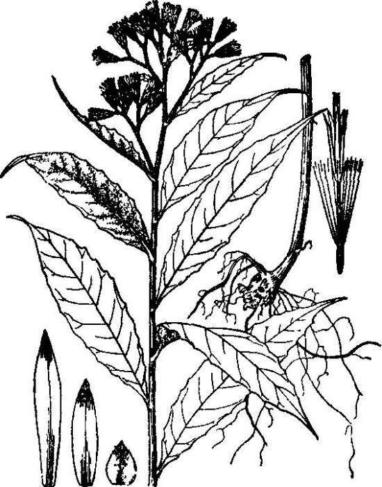 多頭風毛菊 多頭風毛菊