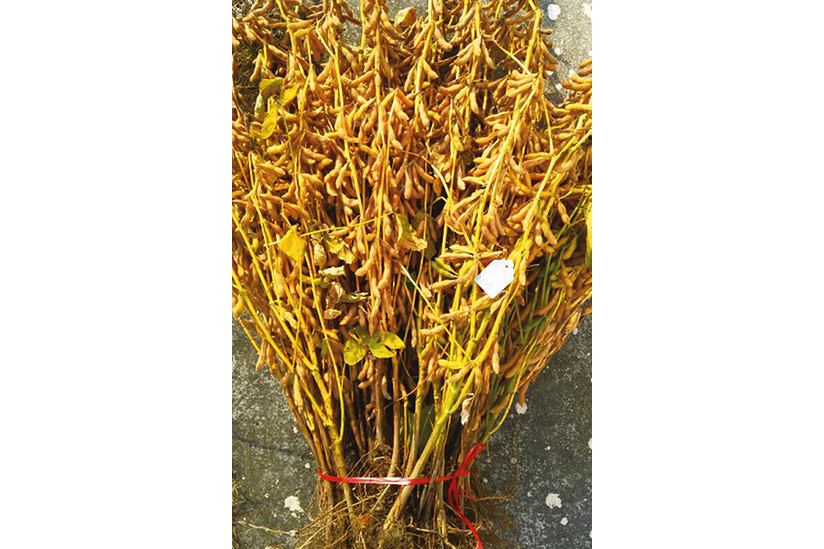 天益科豆19 天益科豆19