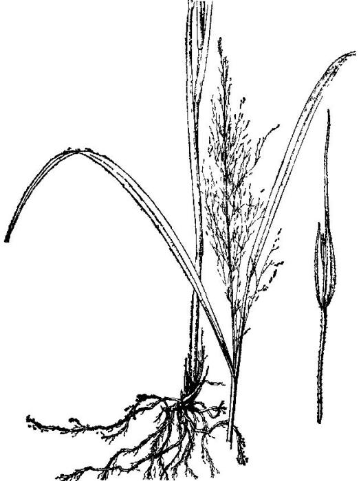 山澗草 山澗草