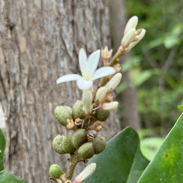 Conchocarpus adenantherus