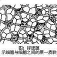 團藻屬 團藻屬