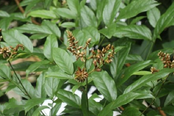 薄葉崖豆 薄葉崖豆